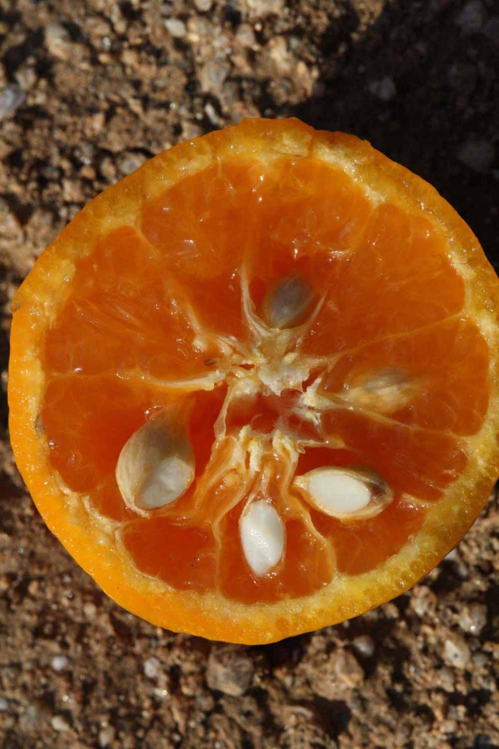              Fruit cross-section (Riverside, CA)       